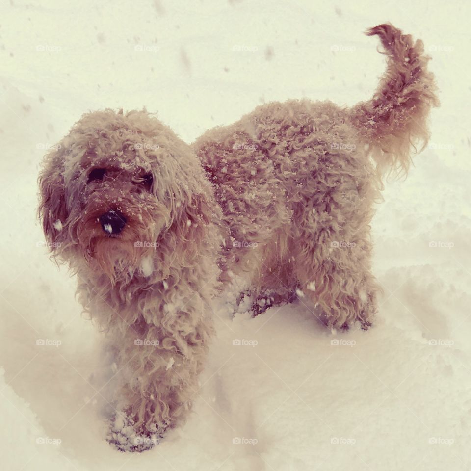 Goldendoodle’s fun in the snow