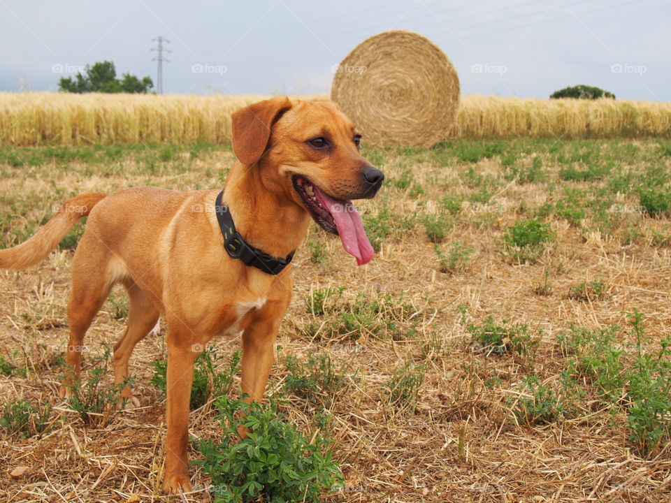 dog in the field and hay bale