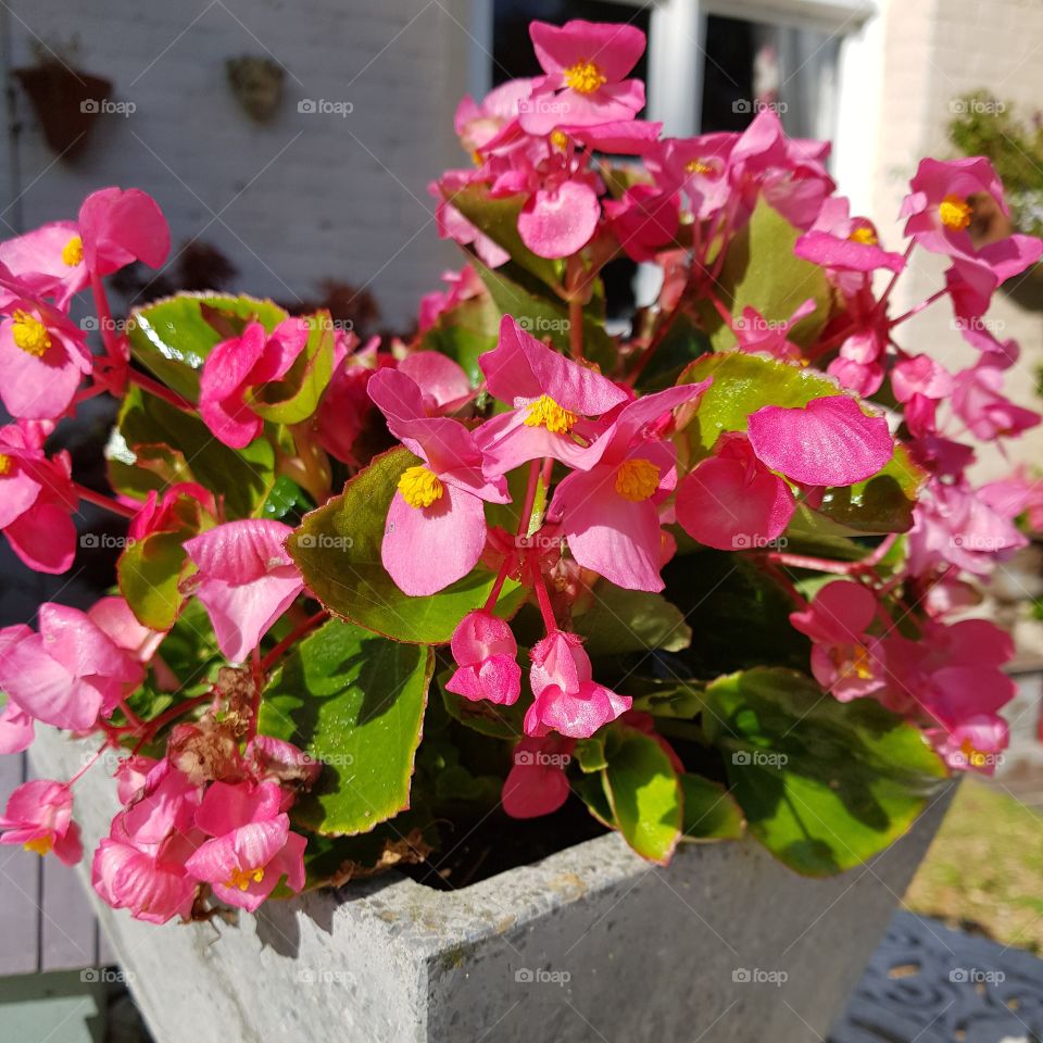 Pretty pink Summer flowers