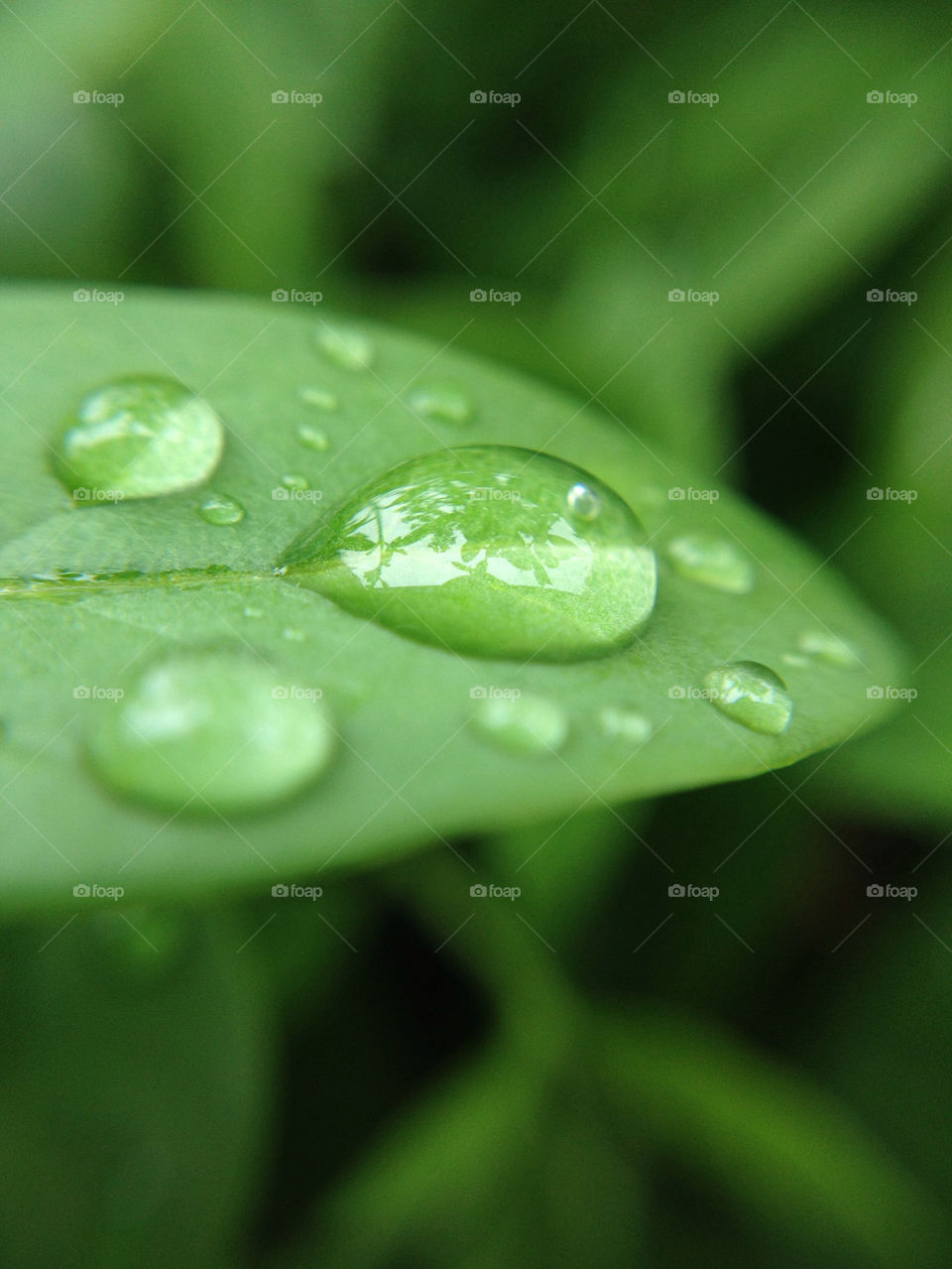 Rain drop on leaf