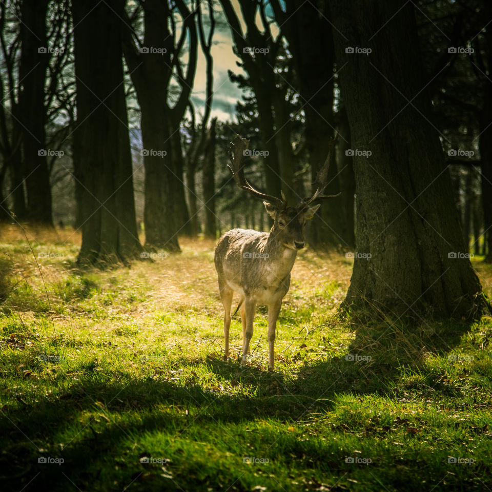 A beautiful deer in the park. Richmond park in London. Sweet animal portrait.