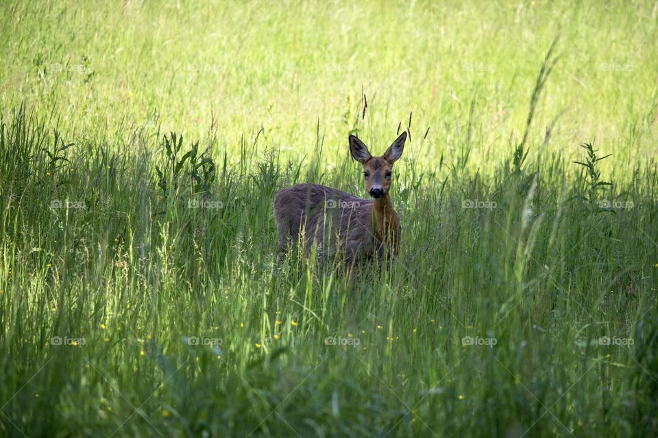 Wildlife in June - deer in the field 
