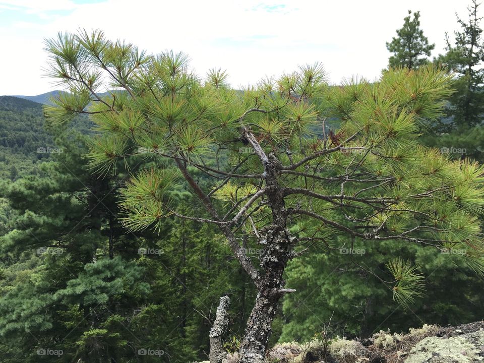 Weathered pine on top of Cochrane Lane, Welsford NB