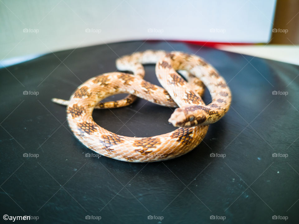 Snake 🐍 is amazing