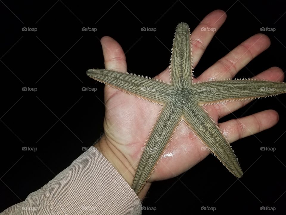 starfishy