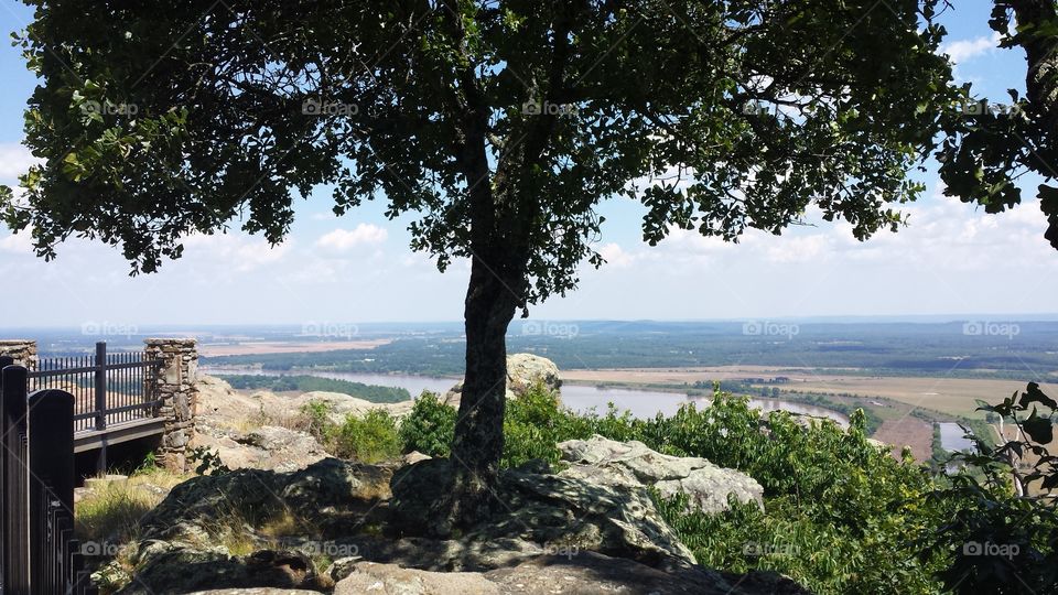 view of Arkansas. tree of life