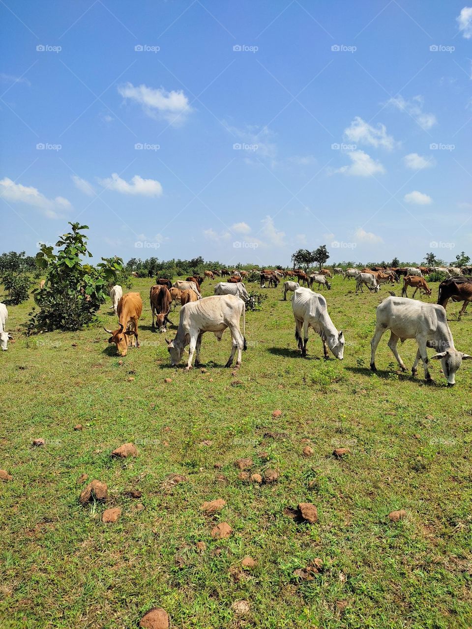 grazing cattle under the blue sky