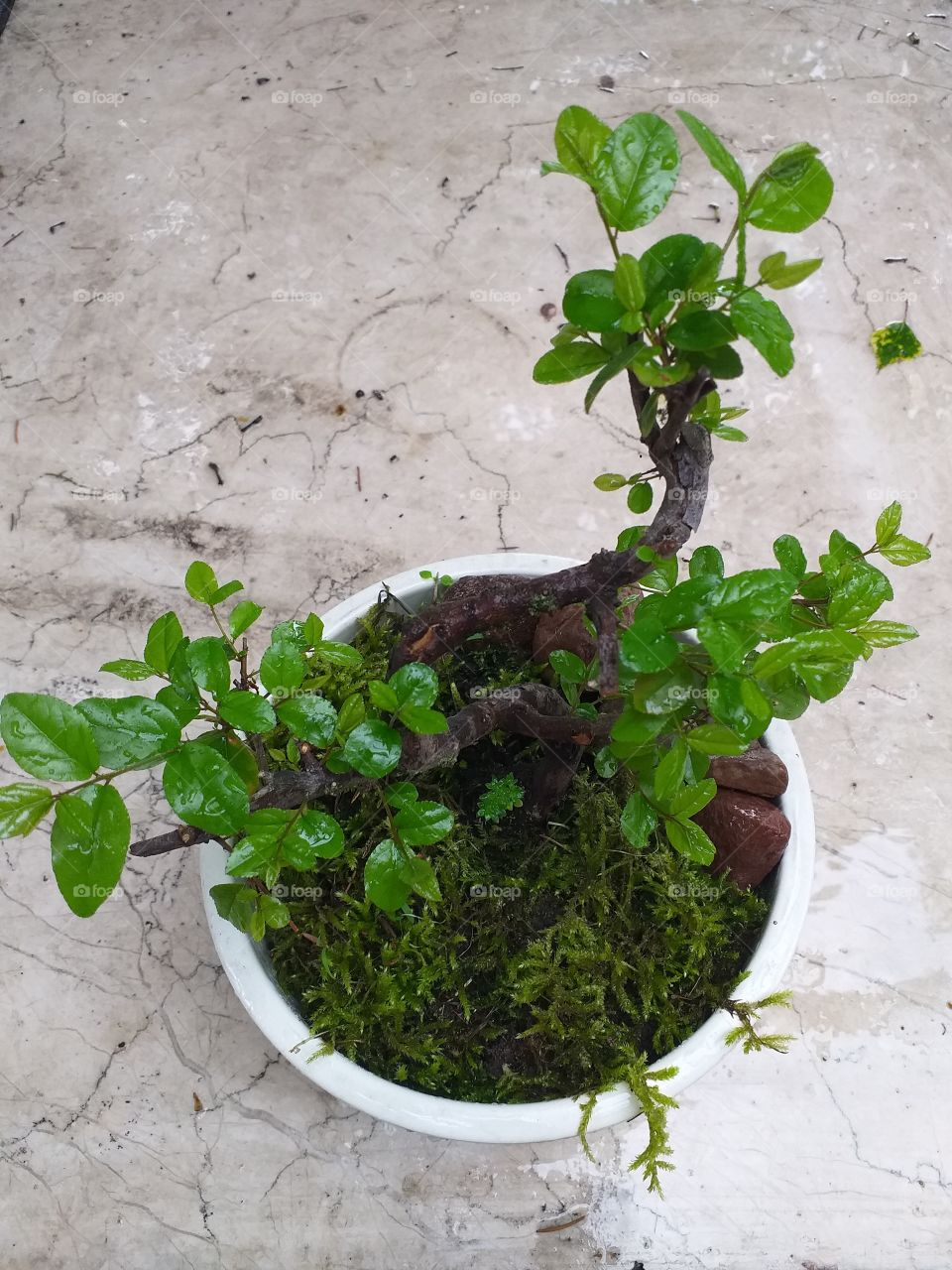 bonsai tree