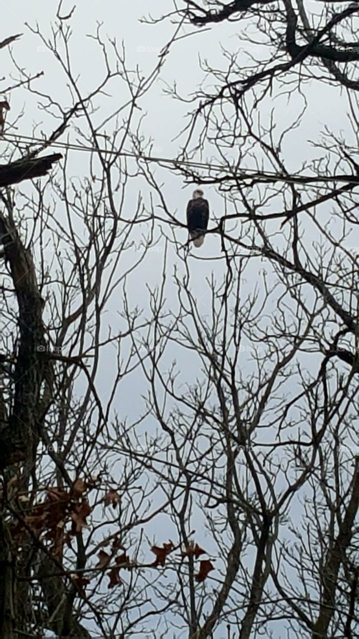 Bald Eagle, Osage River
