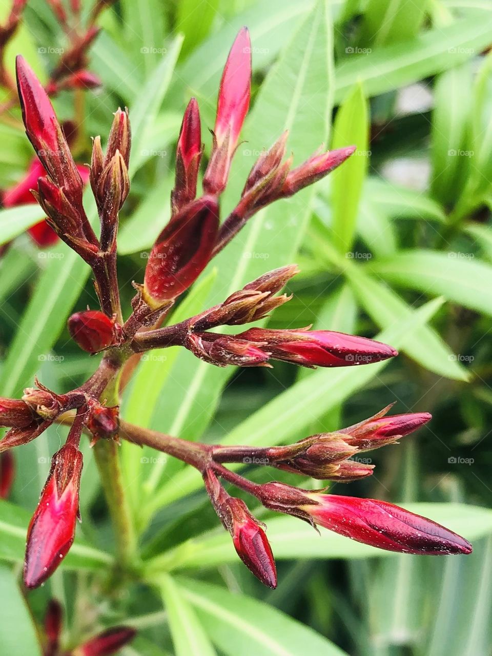 Found these beautiful red buds ready to bloom on my morning walk at St Charles Bay