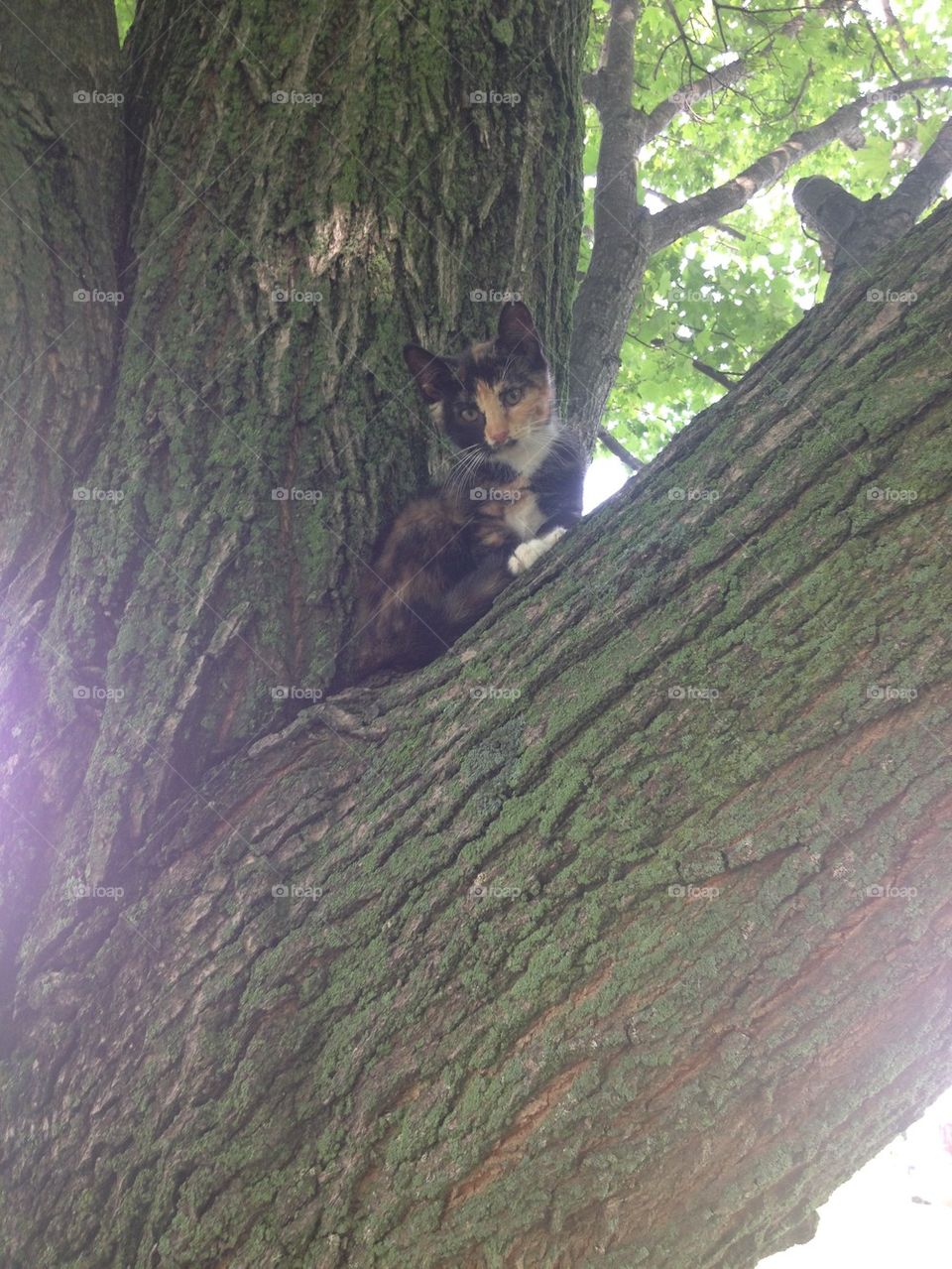 Kitty in a tree