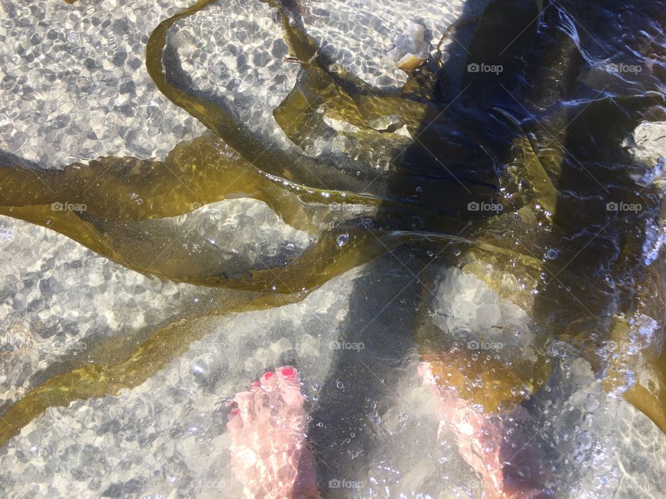 In the water by the kelp