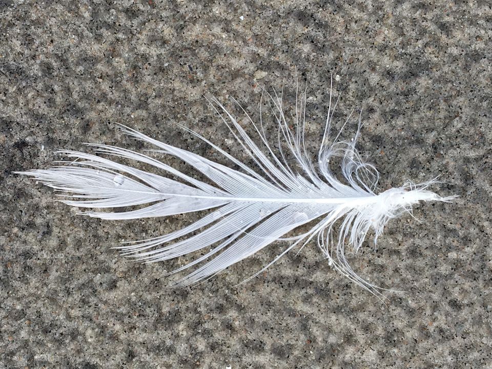 Feather 