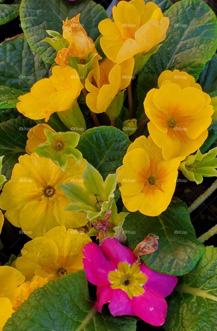 Yellow Flowers in the Garden