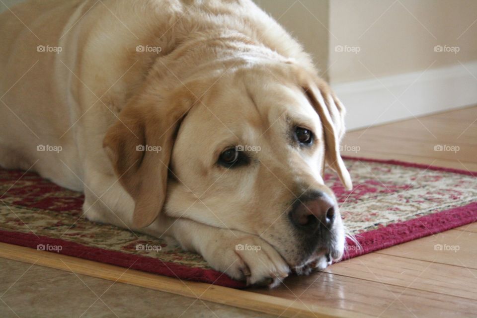 Yellow Labrador 