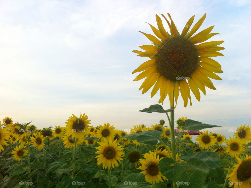 Sunflower, Summer, Nature, Flower, Field