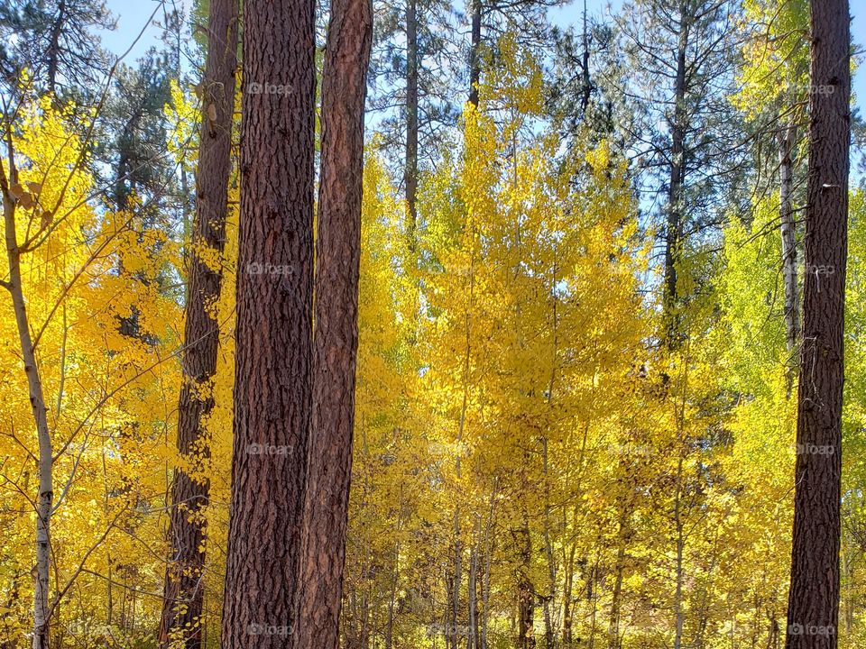 Magnificent ponderosa pine trees grow with aspen trees with leaves of golden yellow fall colors along the banks of Indian Ford Creek in the forests of Central Oregon on a sunny autumn day.