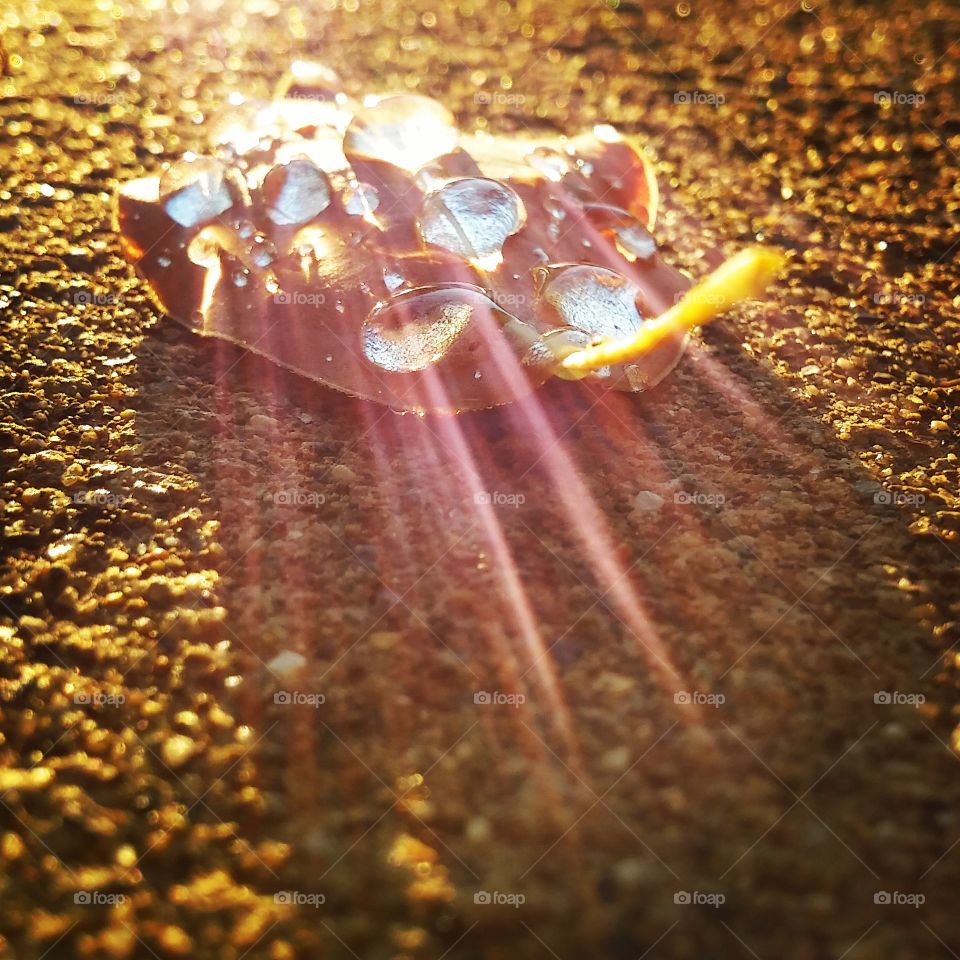 early morning sunrise, sun rays reflecting off water drops on a fallen leaf