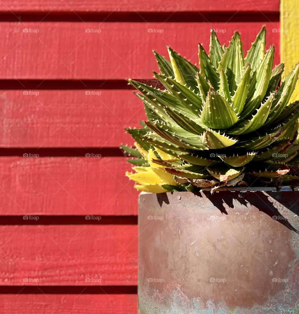 Foap Mission “The Color Red”! Red Wall Sets Off A Colorful Potted Succulent!