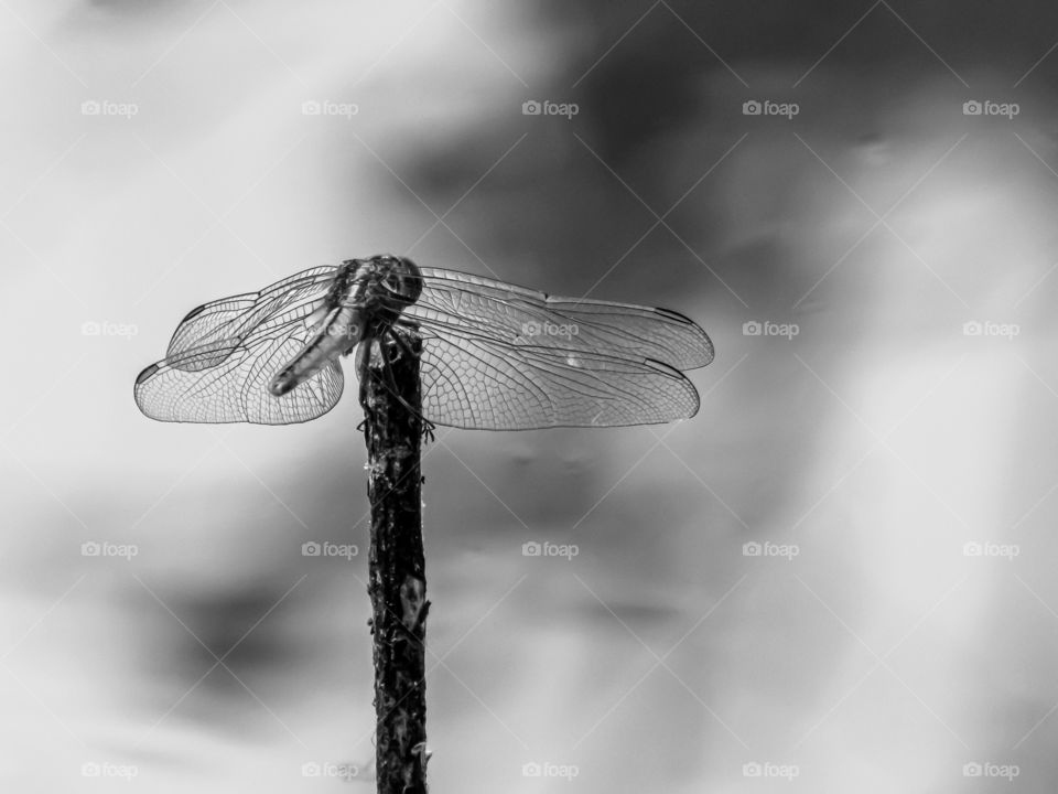 wings and its pattern
