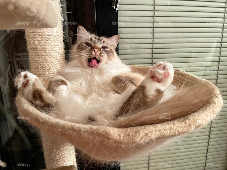 Close up of the young Sacred Birman cat laying on his back sleeping in funny pose and yawning with the tongue out