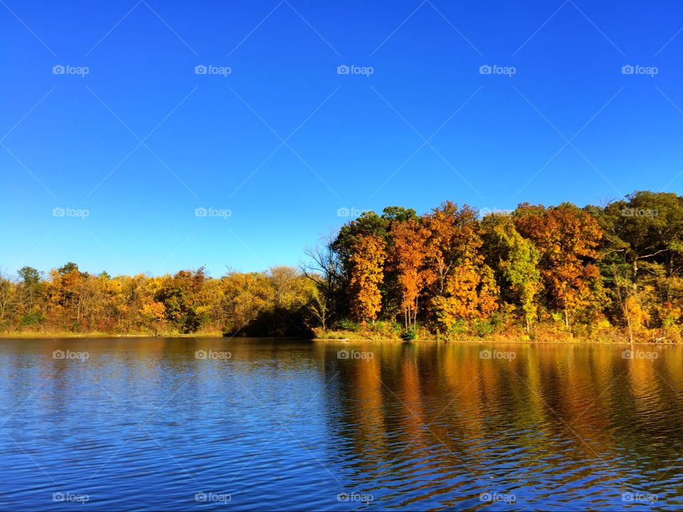 Tree reflecting on water