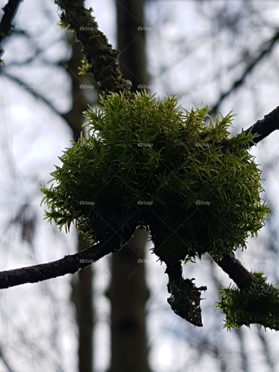 moss at tree