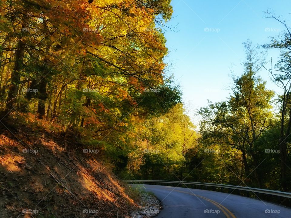 Fall. Hillside with fall foliage.  Windy KY road.