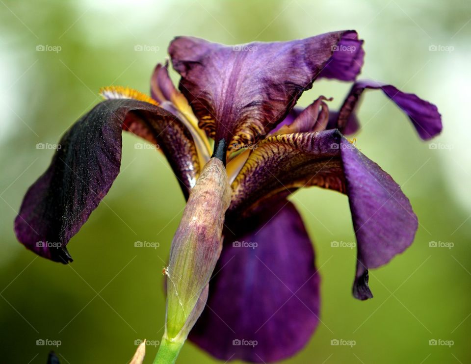 dark purple iris