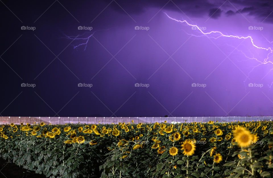 Lightning over the sunflower fields 