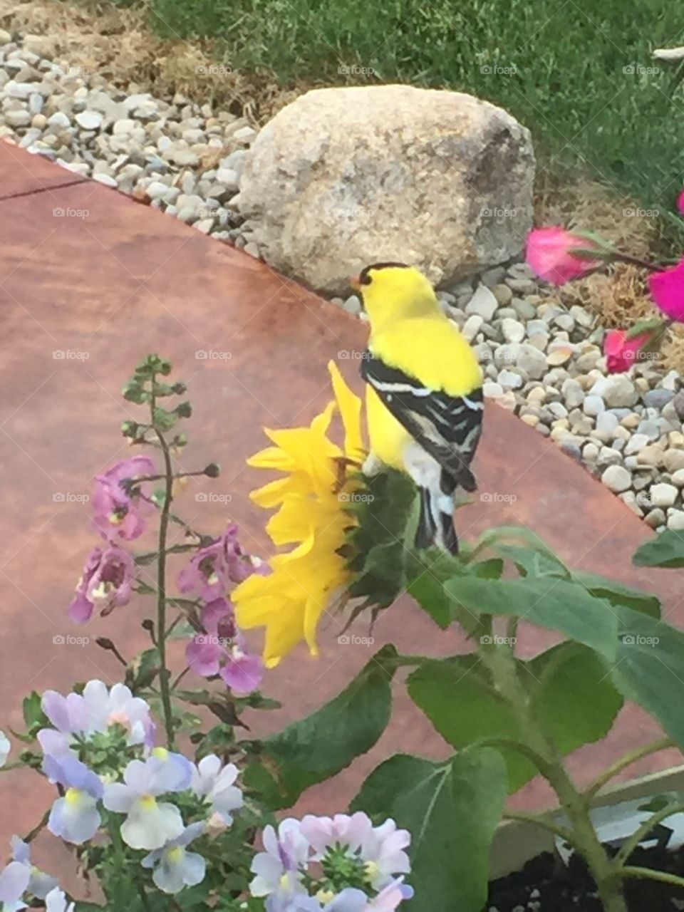 Finch on Sunflower 