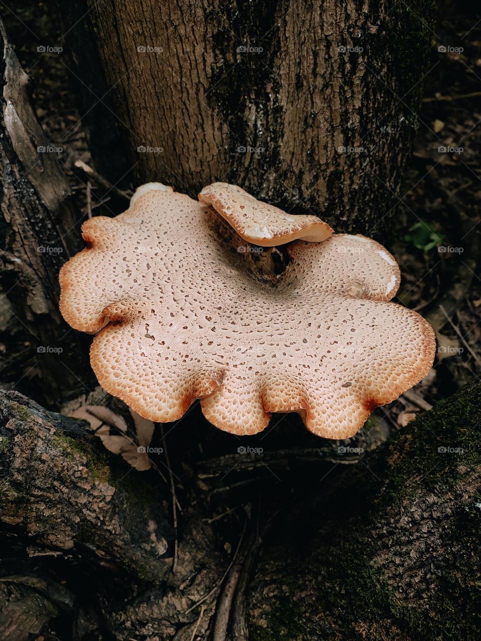 Giant wild mushrooms on the tree trunk Dryad’s saddle, Pheasant’s back mushroom, scaly polypore, Polyporus squamosus, Cerioporus squamosus