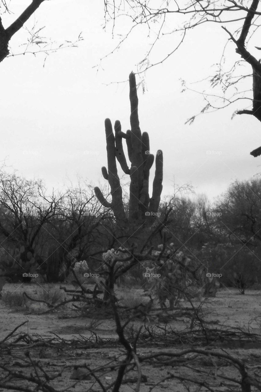 B&W cactus