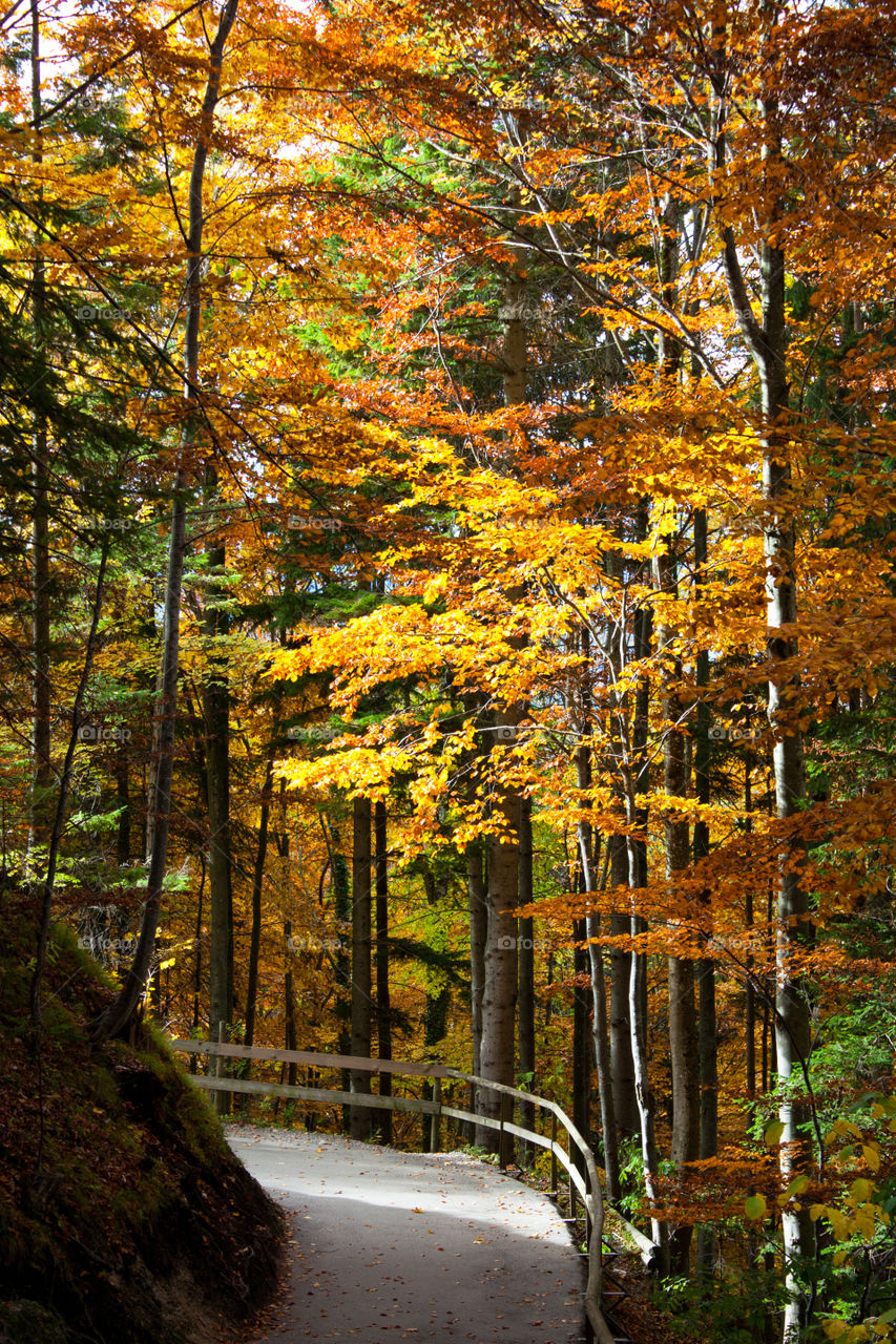 Autumn in schwangau forest
Germany 