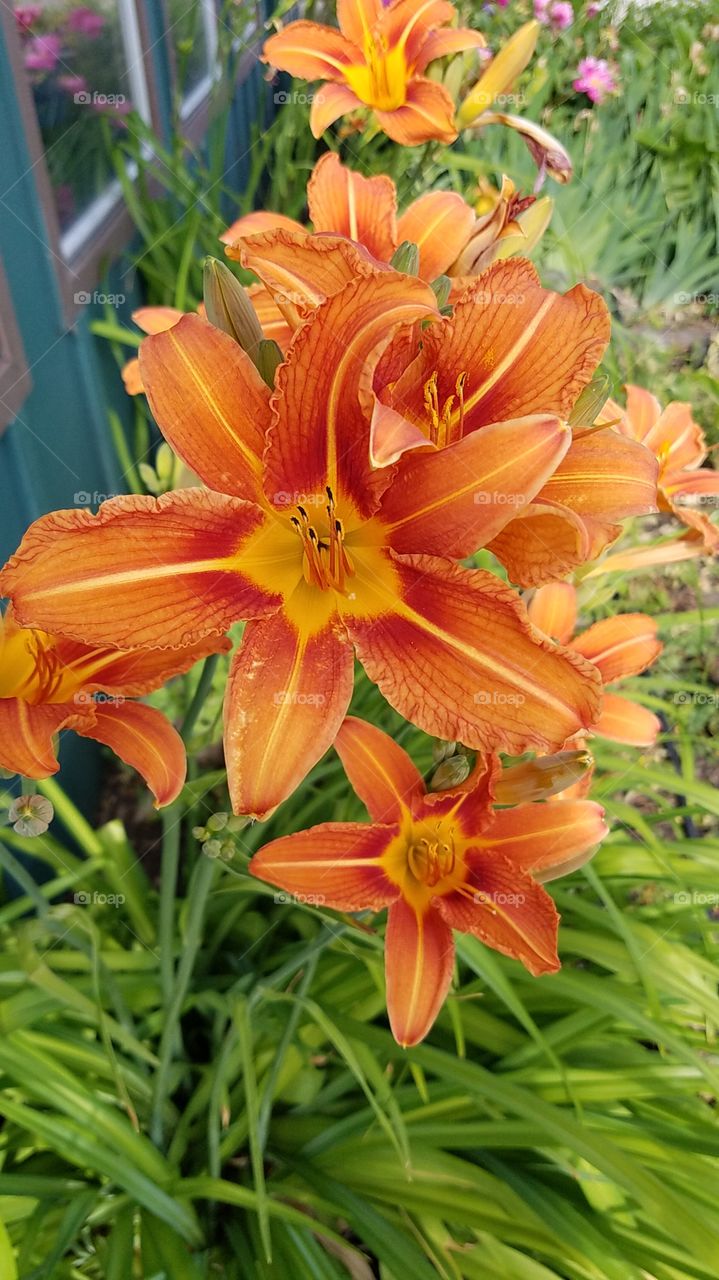 Beautiful Tiger Lilies