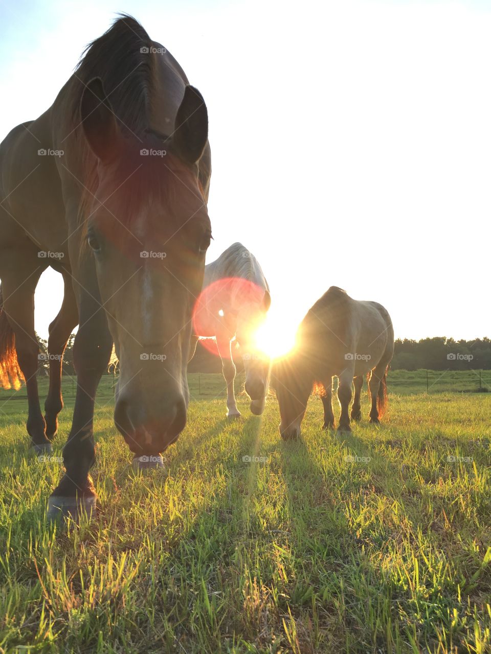 Cavalry, Mare, Pasture, Farm, Horse