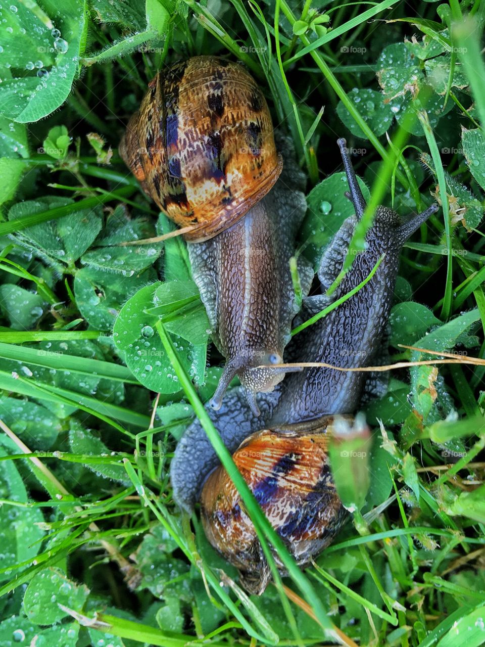 Two snails