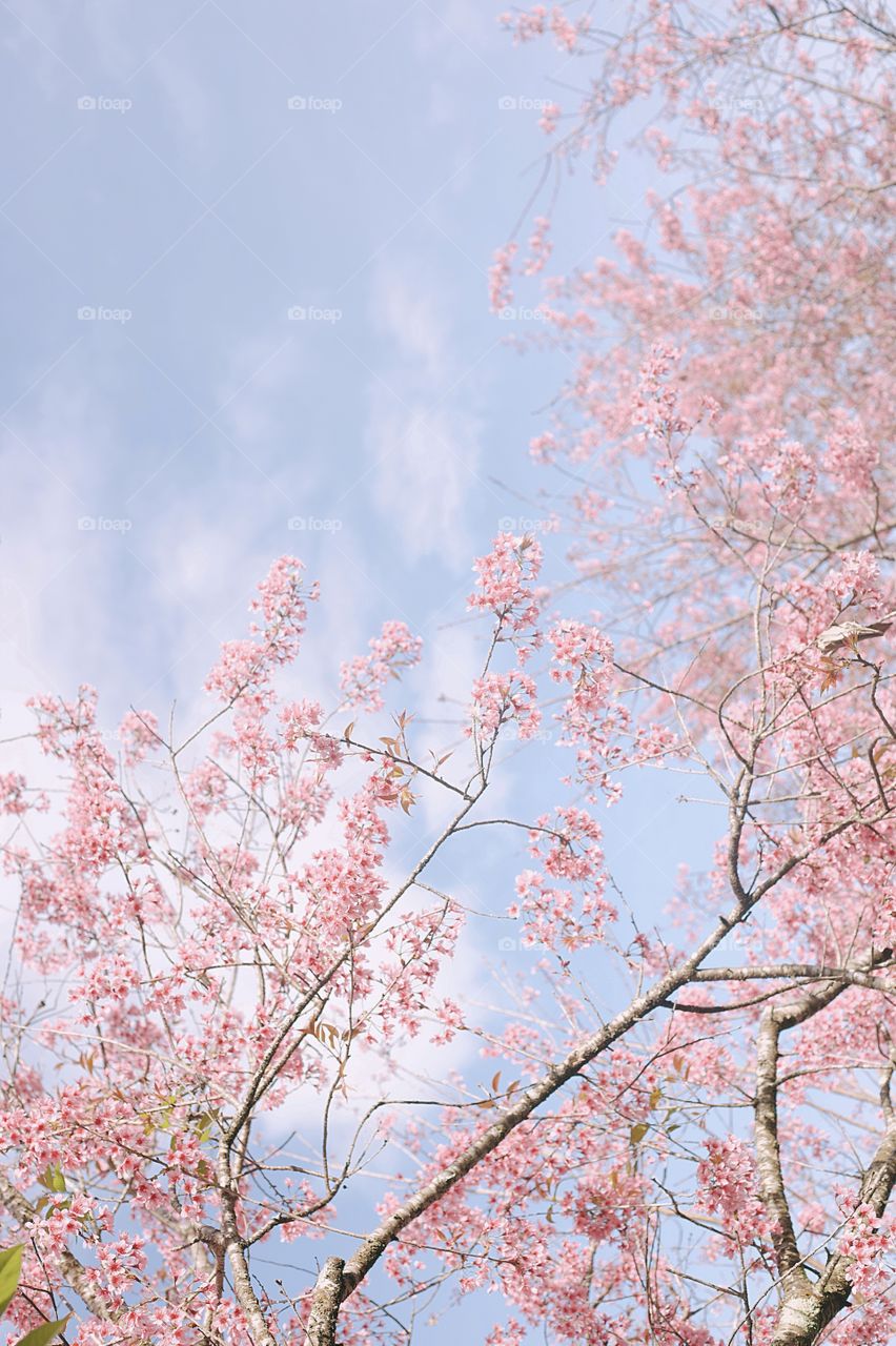 Pink spring