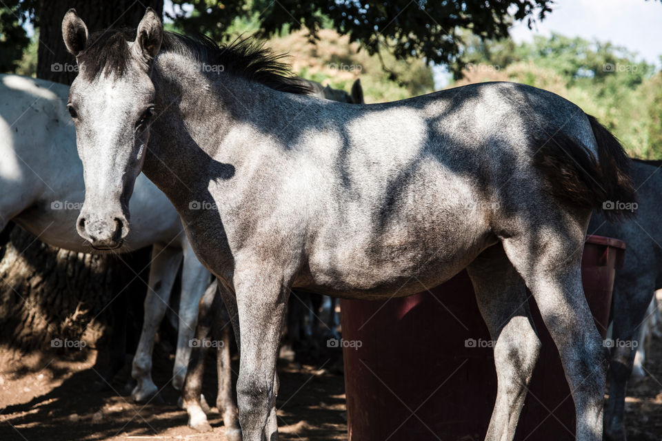 Beautiful horse