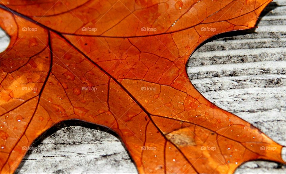 leaf on dock