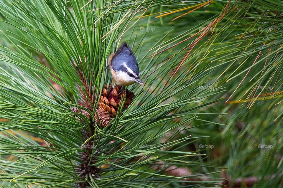 Nuthatch