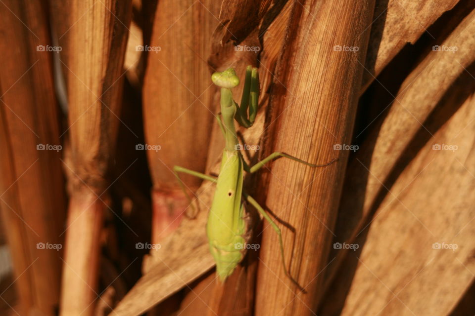 Praying Mantis 