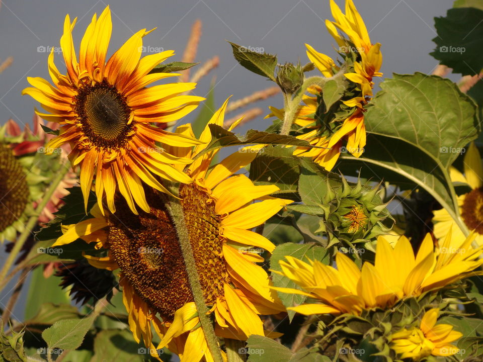 Sunflowers 