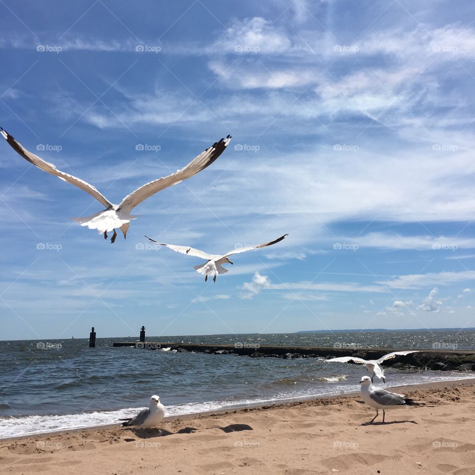 Seagulls on a beach in search of food