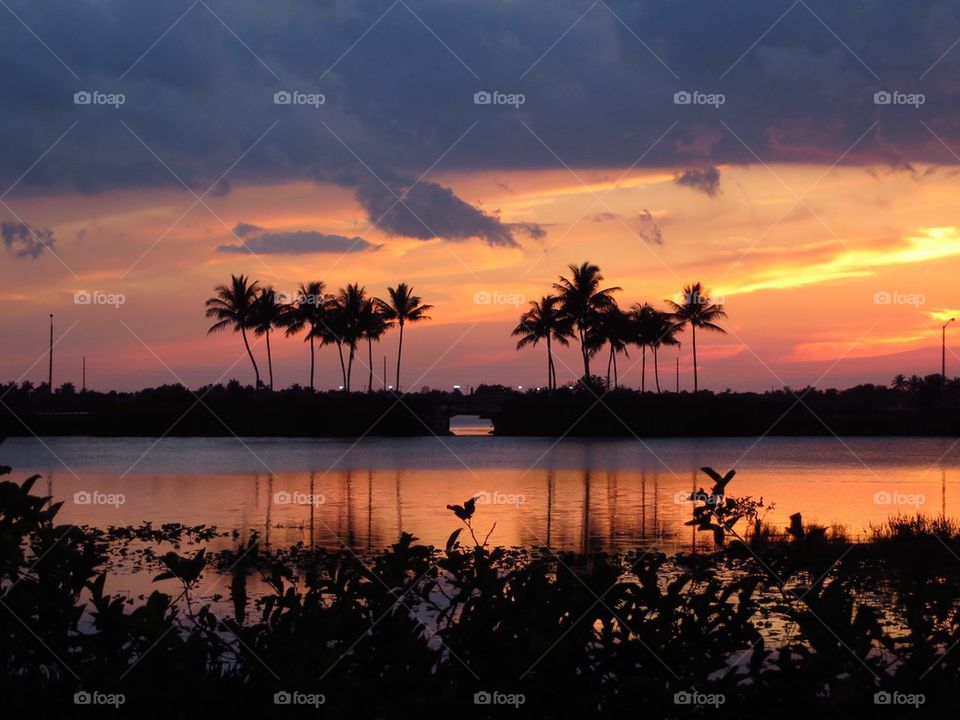 Palms in sunset 2