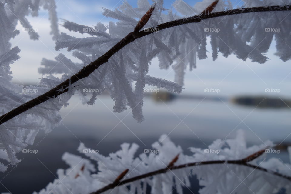 Close-up of frozen branch