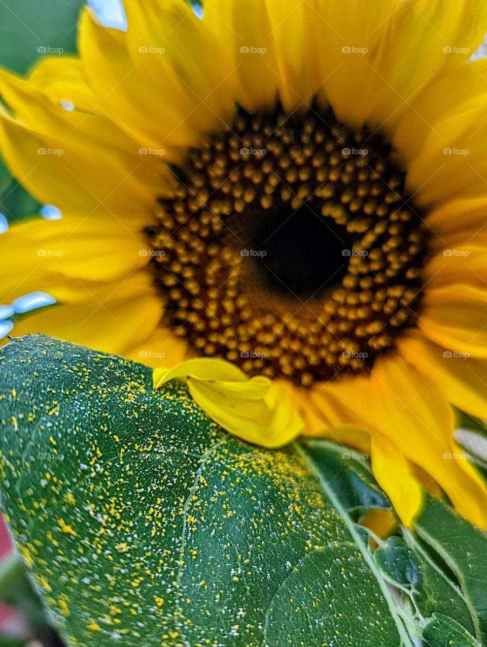 Yellow pollen scattered on sunflower leaves in summer.