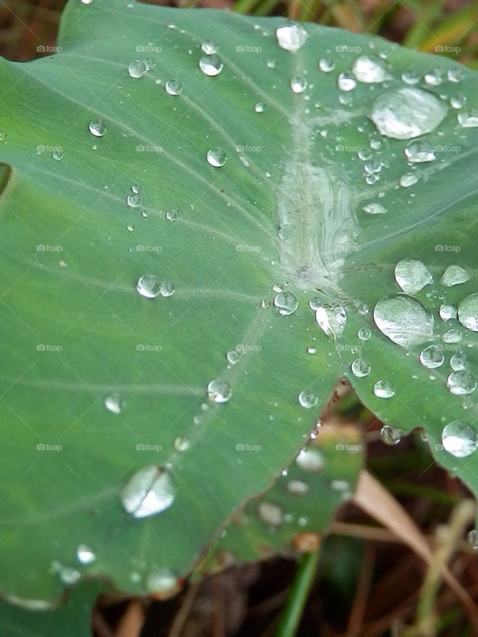 Raindrops