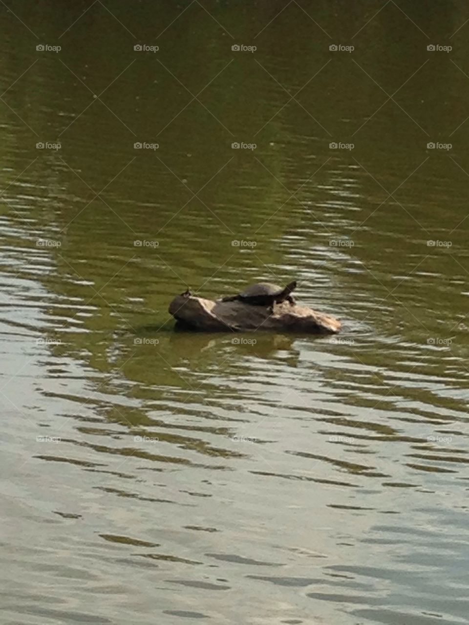 Turtles sunbathing