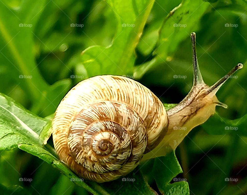 snail